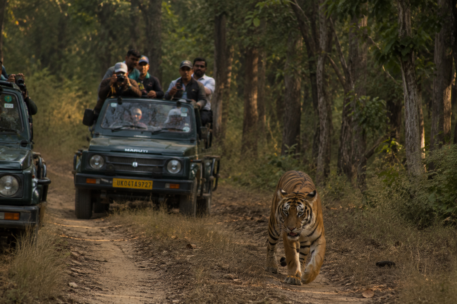 Safari jeep on a forest track in Jim Corbett at dawn